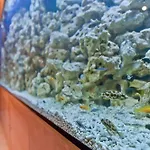 Forza Познань